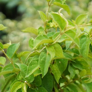 Gymnema sylvestre