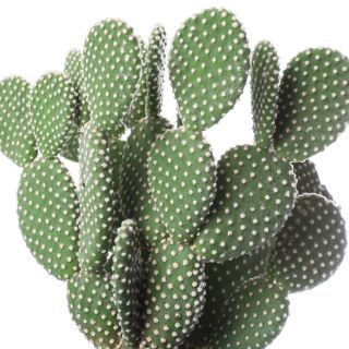 Opuntia